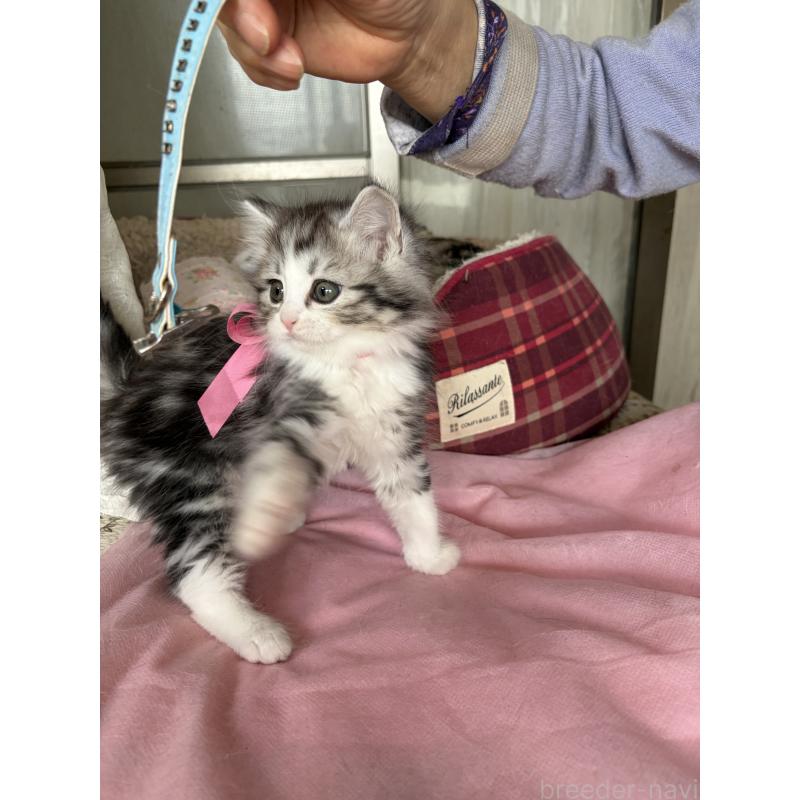 販売中の神奈川県のマンチカン-139259の2枚目