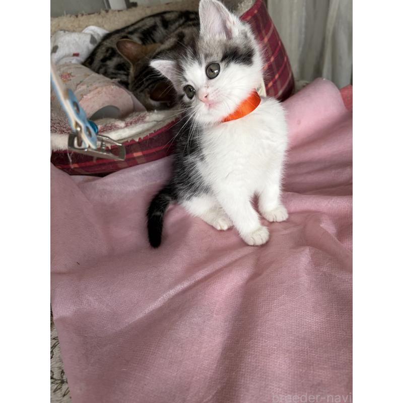 販売中の神奈川県のマンチカン-139260の4枚目