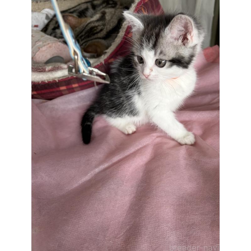 販売中の神奈川県のマンチカン-139260の3枚目