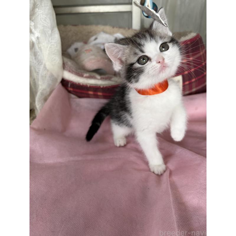 販売中の神奈川県のマンチカン-139260の2枚目