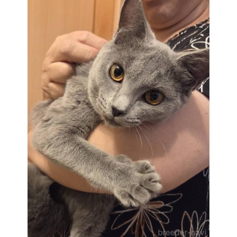 販売中の山口県のシャルトリュー-139261の2枚目