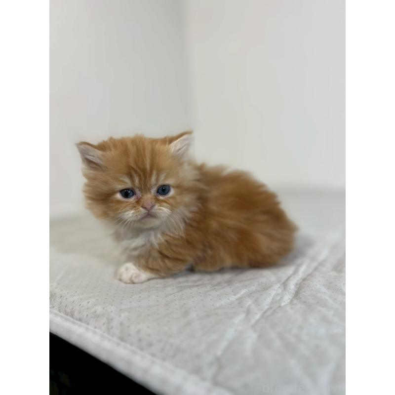 販売中の福岡県のミヌエット(短足)-139264の7枚目