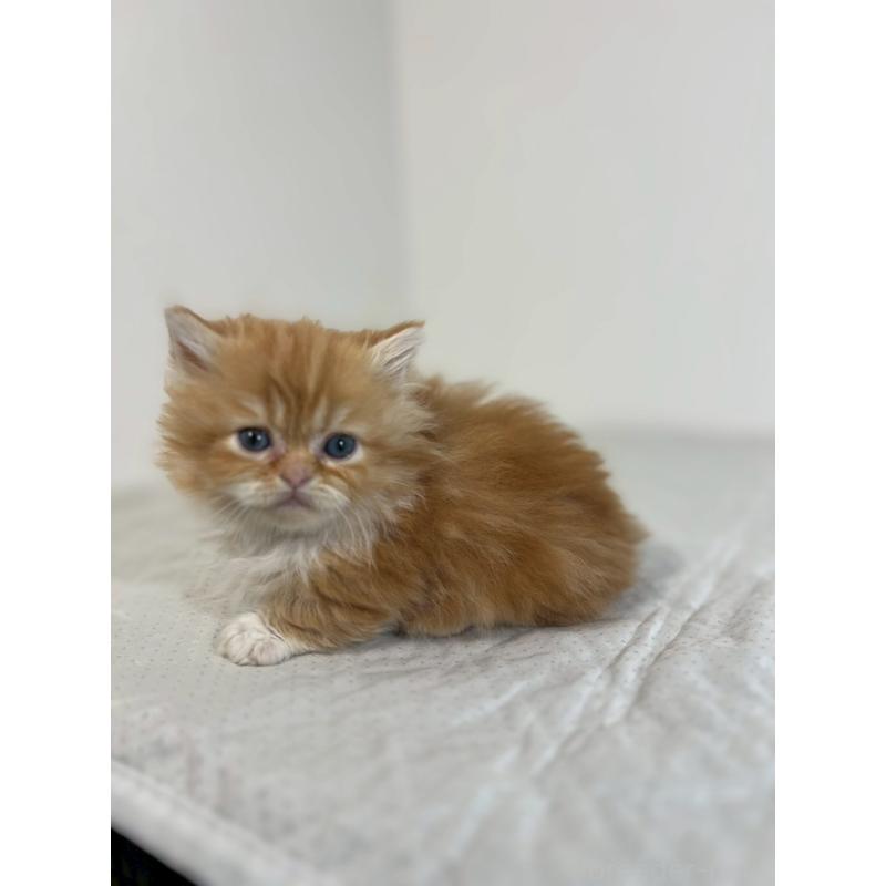 販売中の福岡県のミヌエット(短足)-139264の6枚目