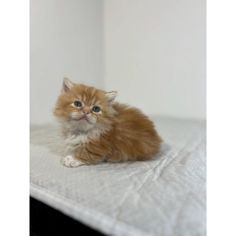 販売中の福岡県のミヌエット(短足)-139264の5枚目