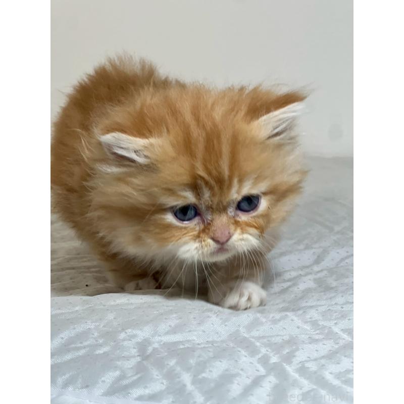 販売中の福岡県のミヌエット(短足)-139264の4枚目