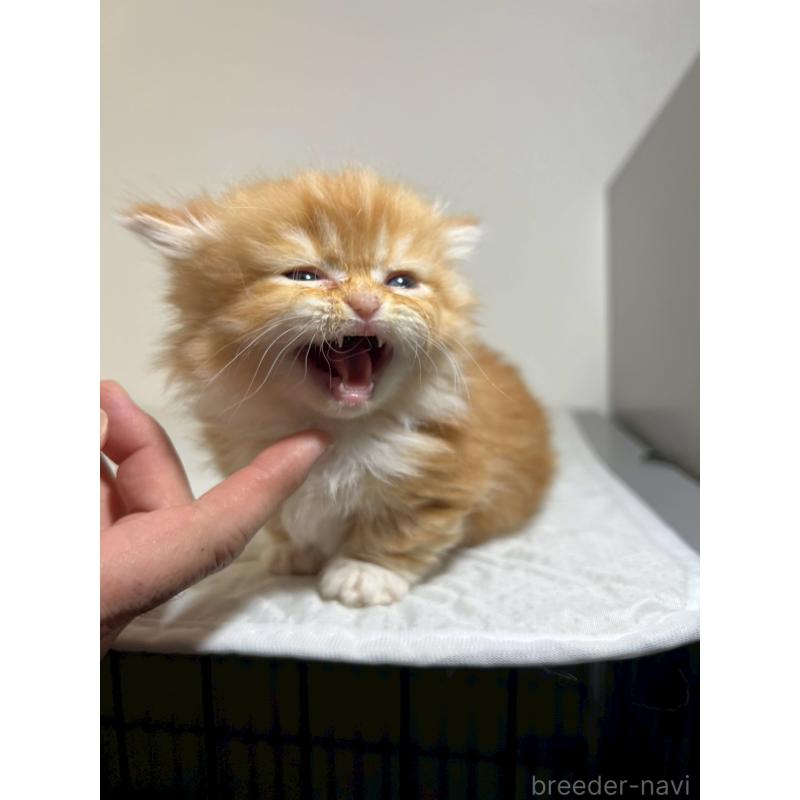 販売中の福岡県のミヌエット(短足)-139264の3枚目