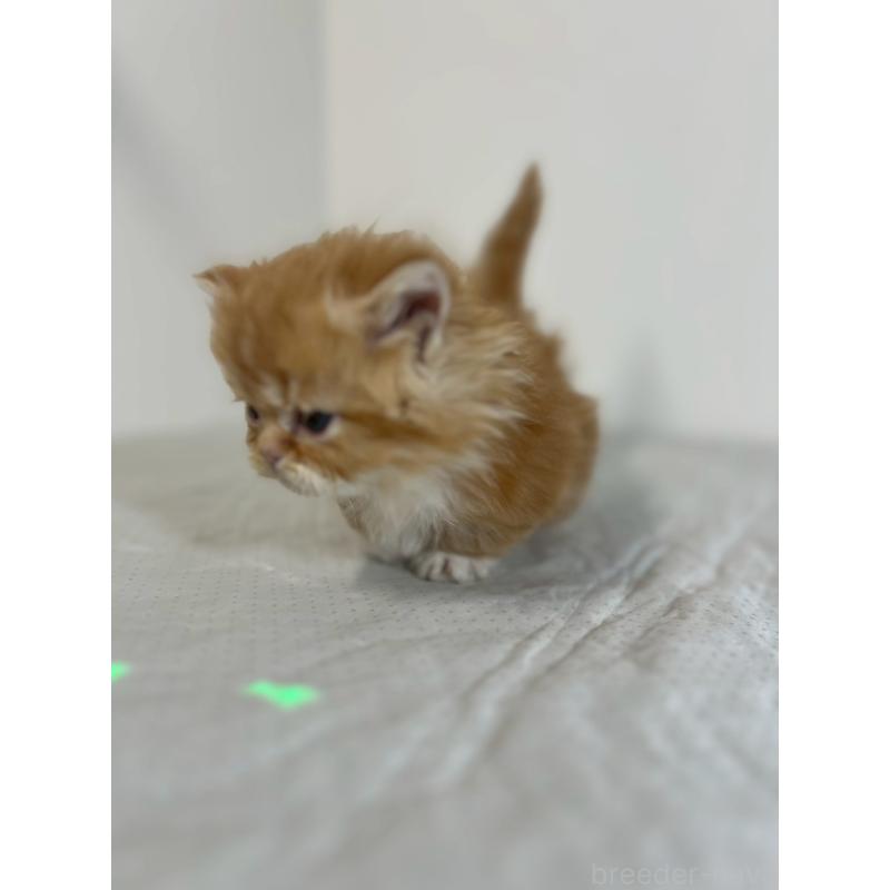 販売中の福岡県のミヌエット(短足)-139264の2枚目