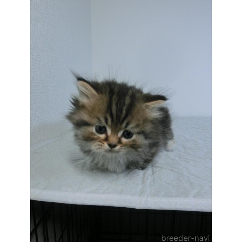 販売中の福岡県のミヌエット(短足)-139265の7枚目