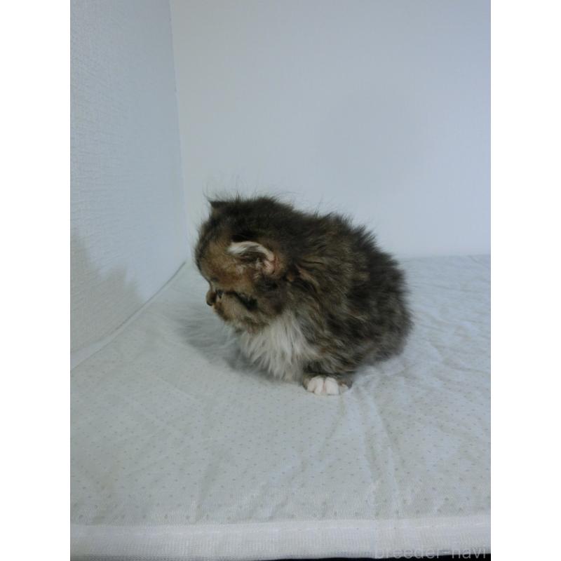 販売中の福岡県のミヌエット(短足)-139265の6枚目