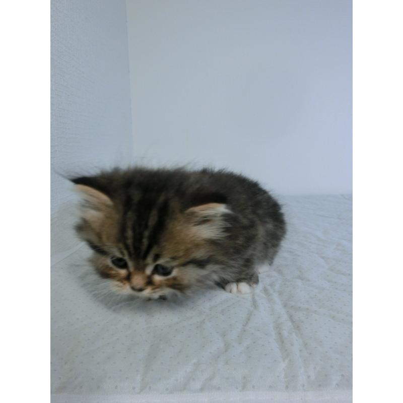 販売中の福岡県のミヌエット(短足)-139265の5枚目