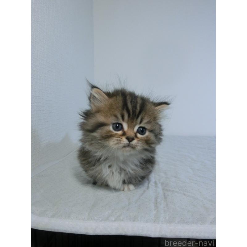 販売中の福岡県のミヌエット(短足)-139265の4枚目