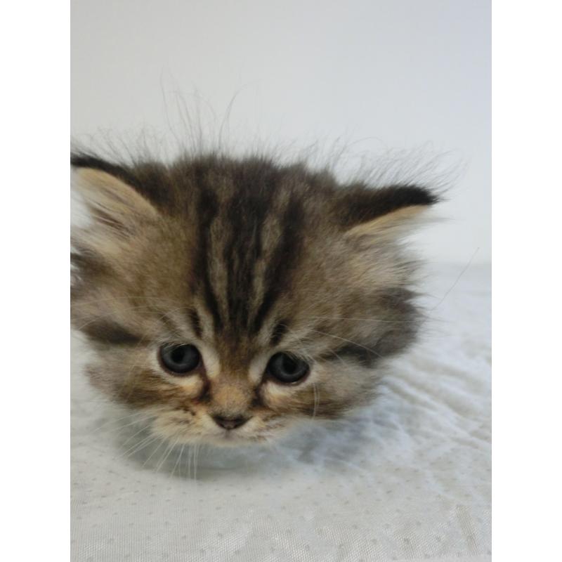 販売中の福岡県のミヌエット(短足)-139265の3枚目