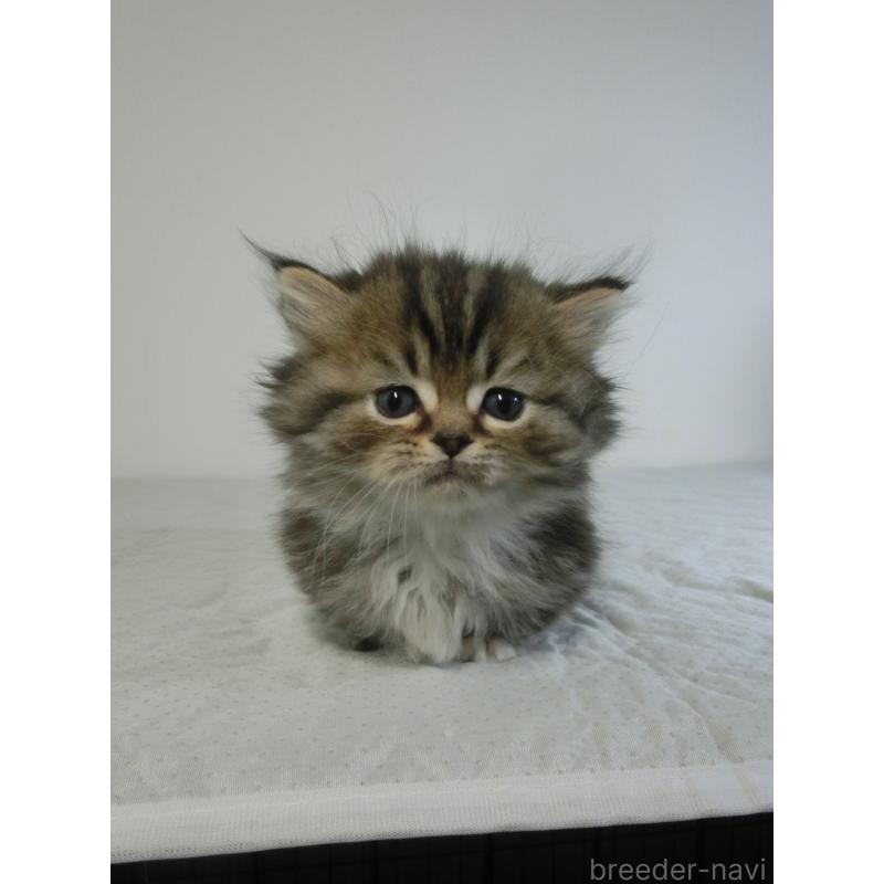 販売中の福岡県のミヌエット(短足)-139265の2枚目