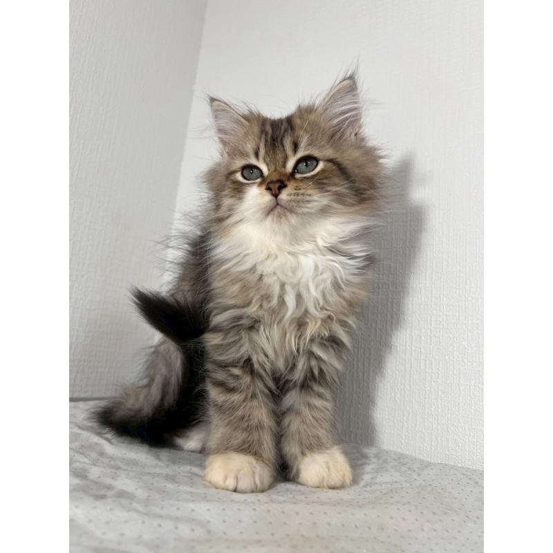 販売中の福岡県のミヌエット-139266の6枚目