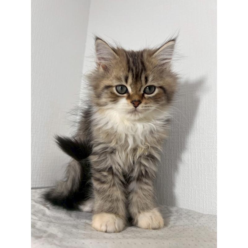 販売中の福岡県のミヌエット-139266の7枚目