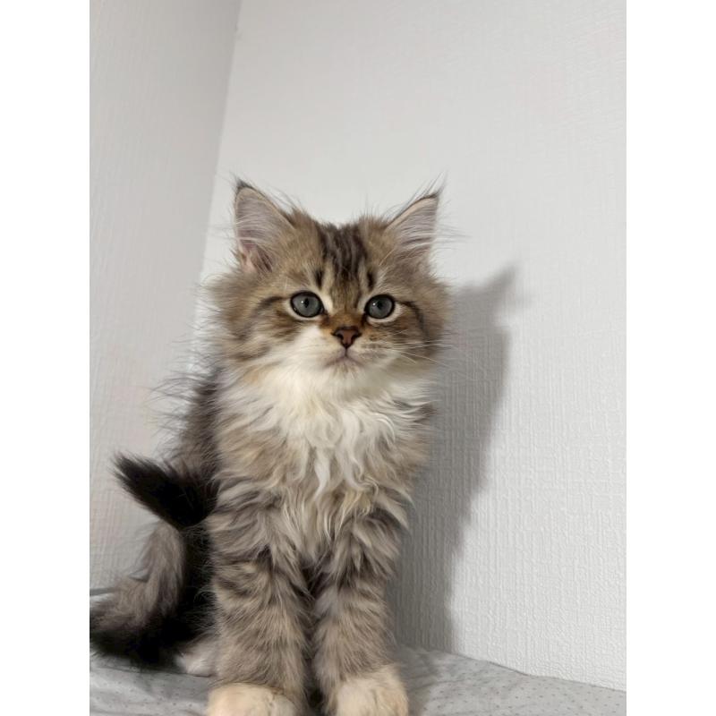 販売中の福岡県のミヌエット-139266の5枚目