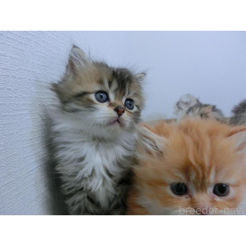 販売中の福岡県のミヌエット-139266の3枚目