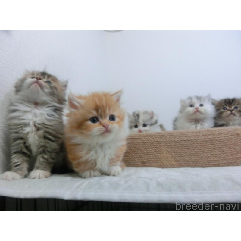 販売中の福岡県のミヌエット-139266の2枚目