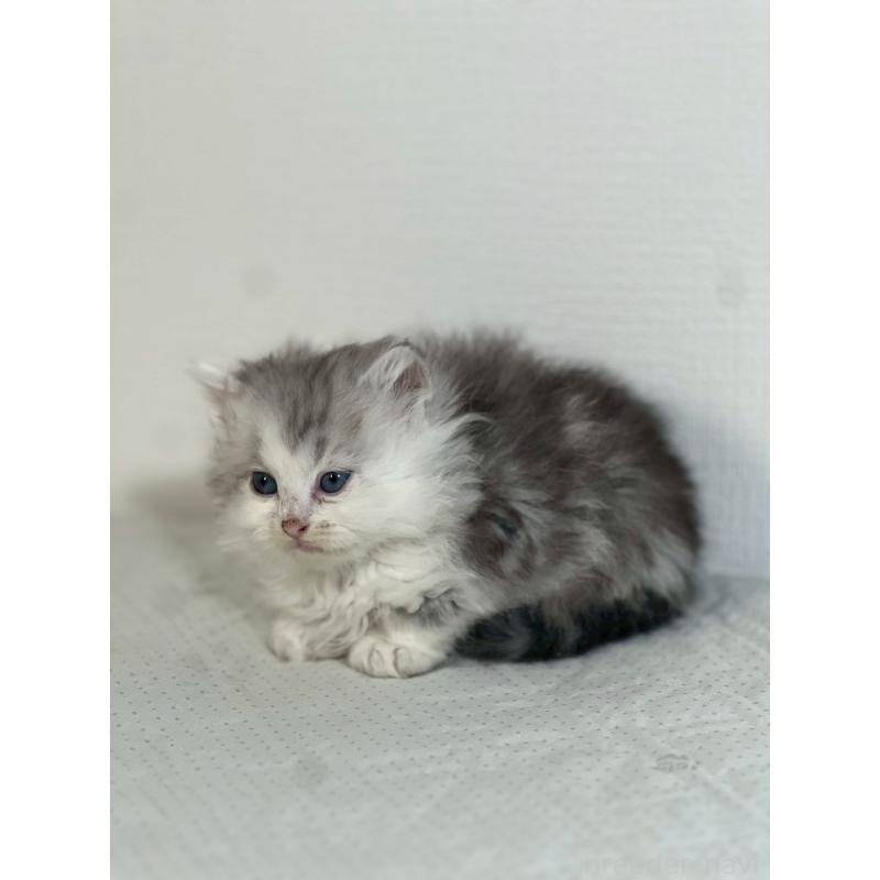 販売中の福岡県のミヌエット-139267の8枚目