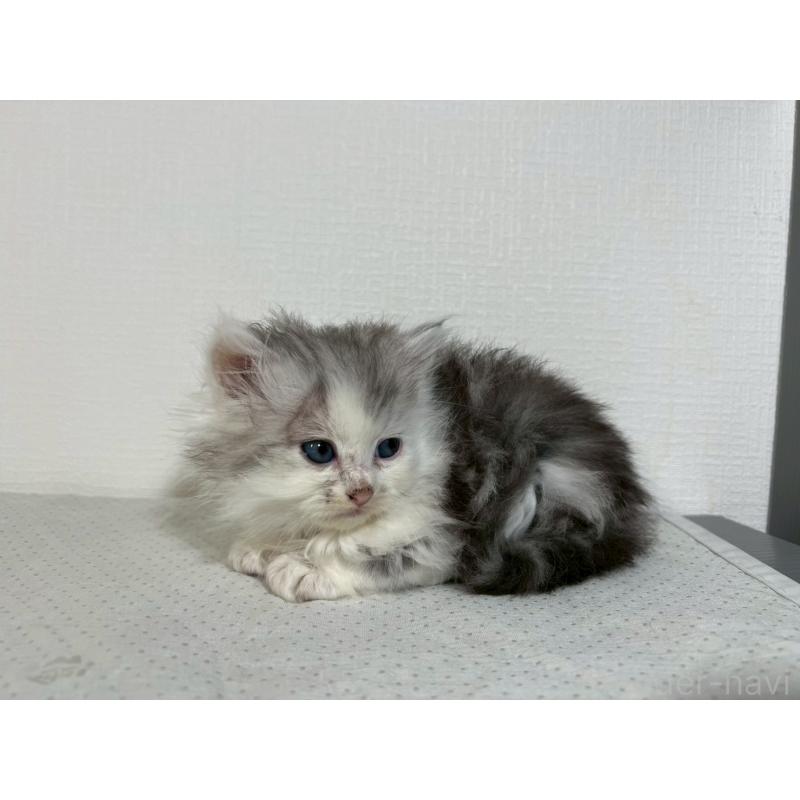 販売中の福岡県のミヌエット-139267の7枚目