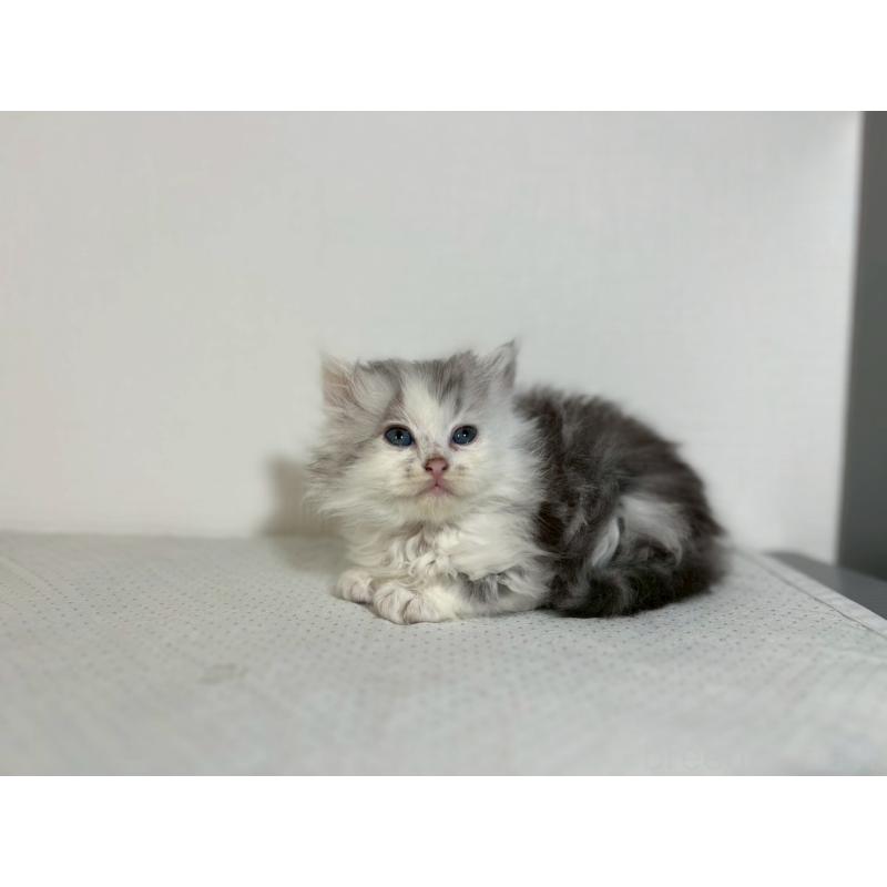 販売中の福岡県のミヌエット-139267の6枚目