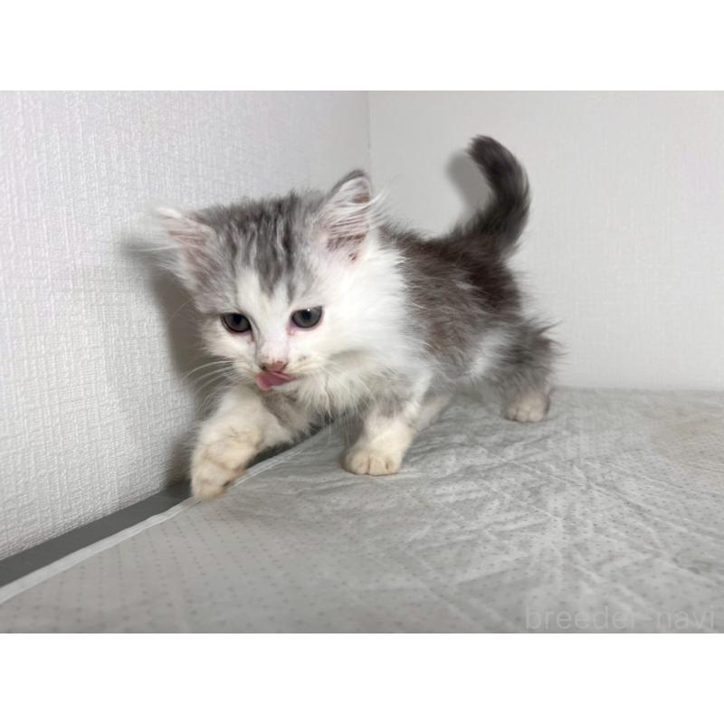 販売中の福岡県のミヌエット-139267の4枚目