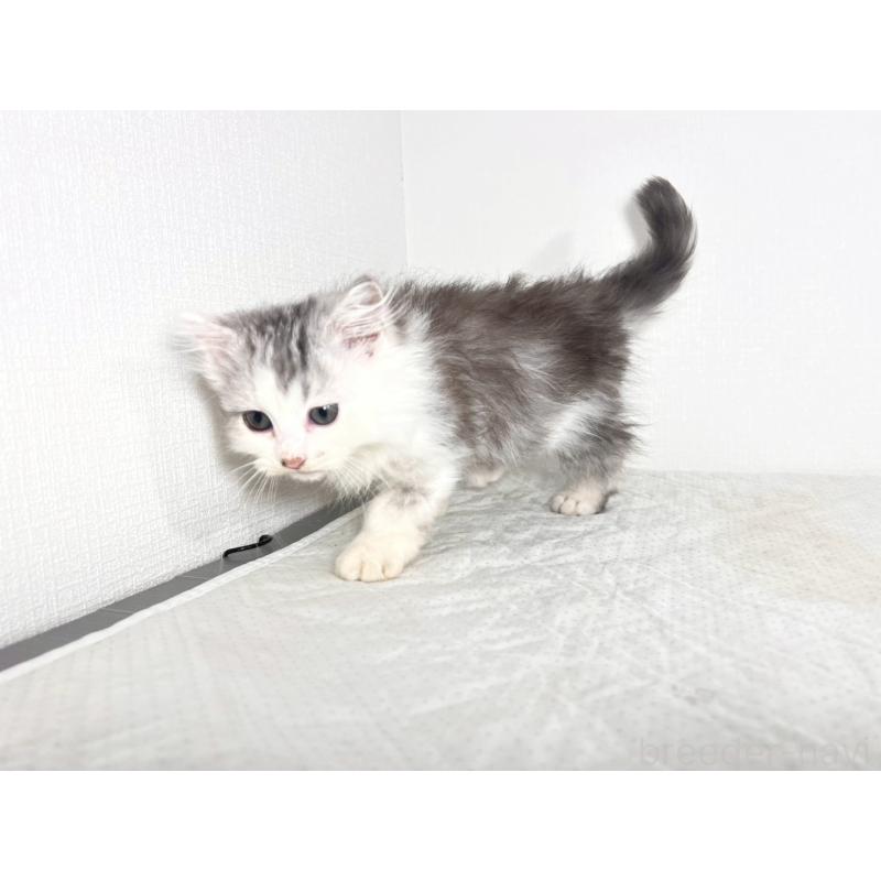 販売中の福岡県のミヌエット-139267の3枚目