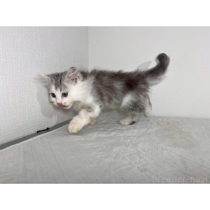 販売中の福岡県のミヌエット-139267の2枚目