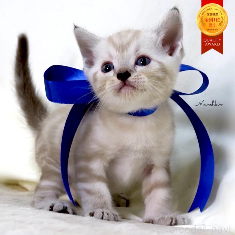 販売中の栃木県のマンチカン-138870