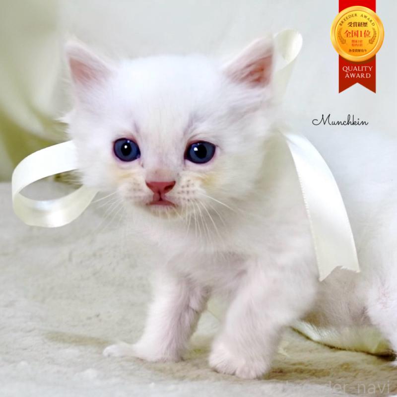 販売中の栃木県のマンチカン-138871