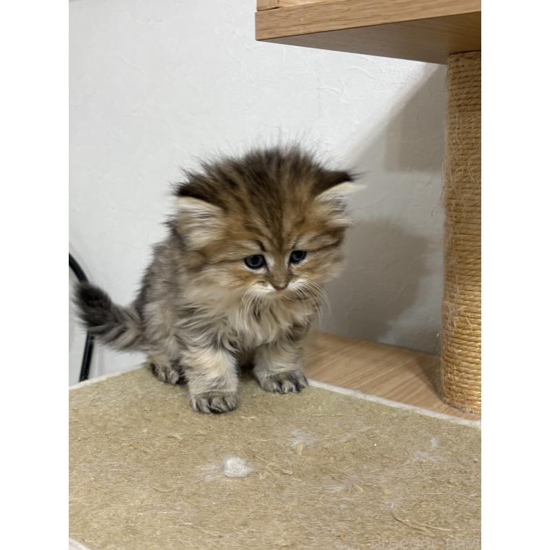 販売中の愛知県のミヌエット-139270の1枚目