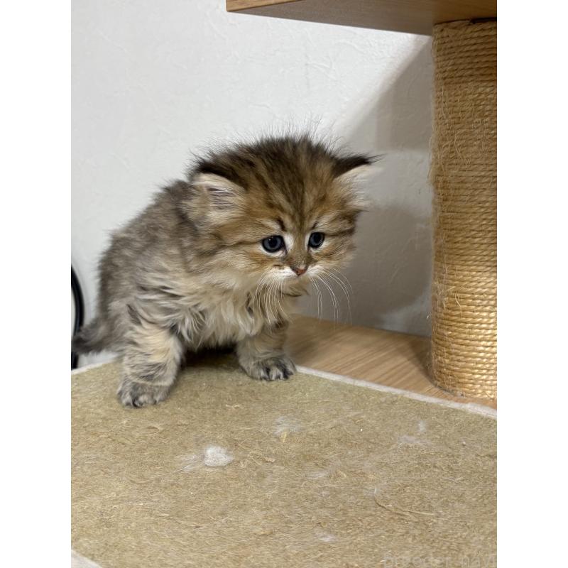 販売中の愛知県のミヌエット-139270の5枚目