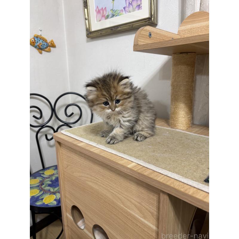 販売中の愛知県のミヌエット-139270の4枚目