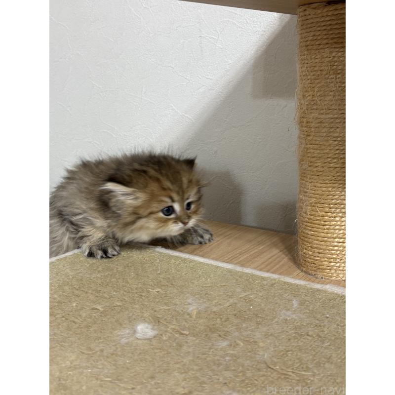 販売中の愛知県のミヌエット-139270の3枚目