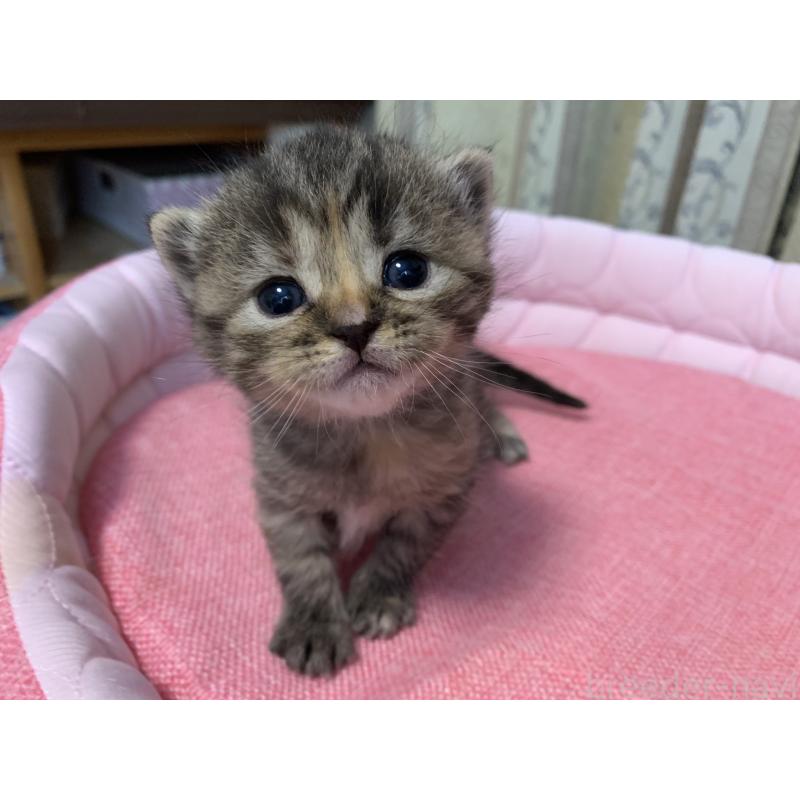 販売中の千葉県のミヌエット-139273の5枚目