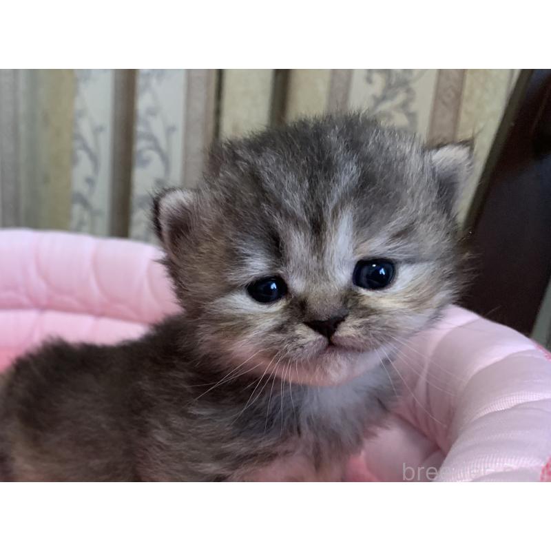 販売中の千葉県のミヌエット-139274の5枚目