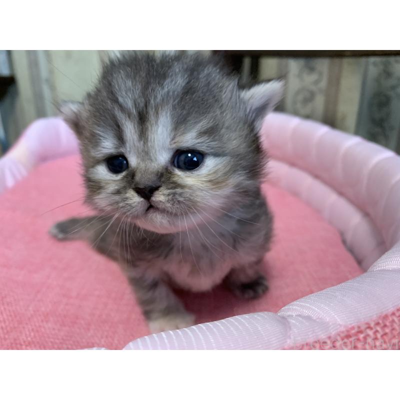 販売中の千葉県のミヌエット-139274の4枚目