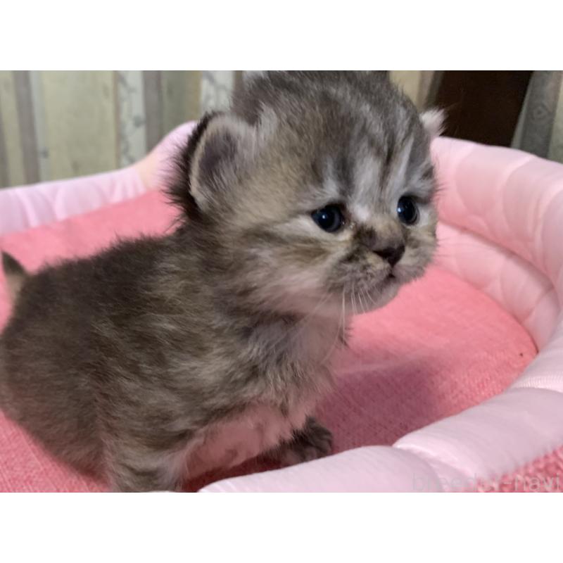 販売中の千葉県のミヌエット-139274の3枚目