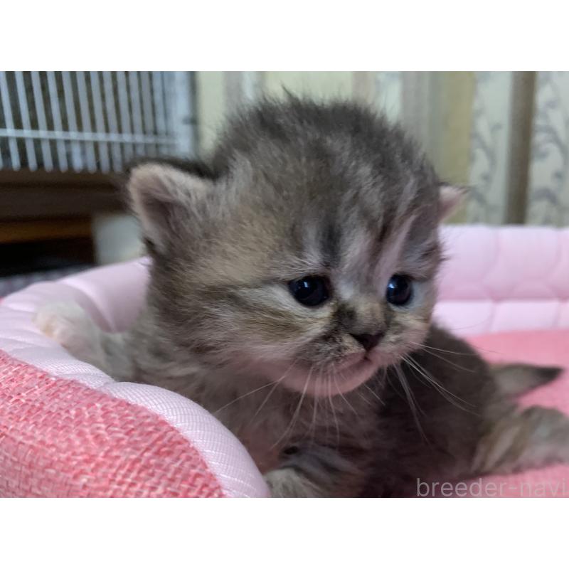 販売中の千葉県のミヌエット-139274の2枚目