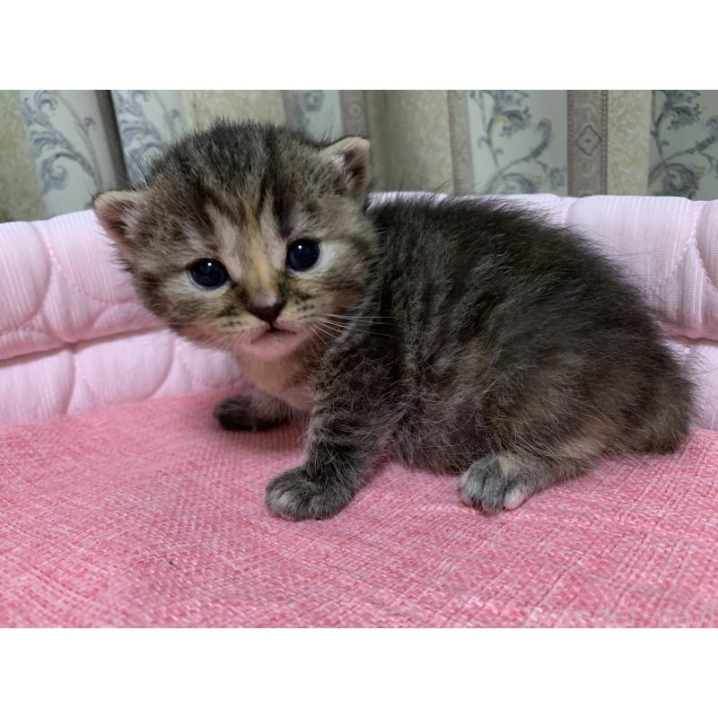 販売中の千葉県のミヌエット-139273の4枚目