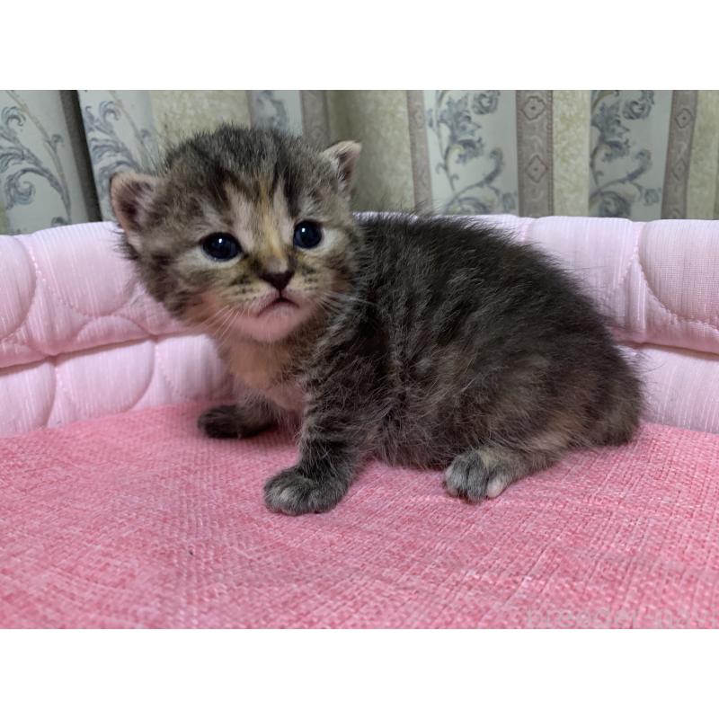 販売中の千葉県のミヌエット-139273の3枚目