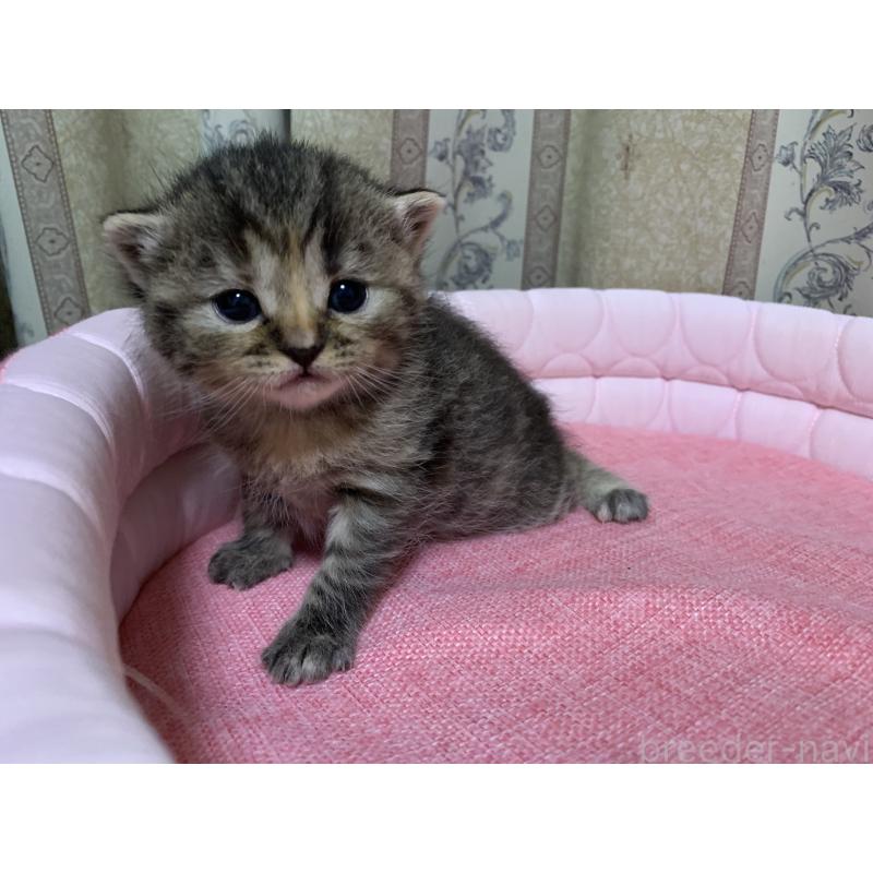 販売中の千葉県のミヌエット-139273の2枚目