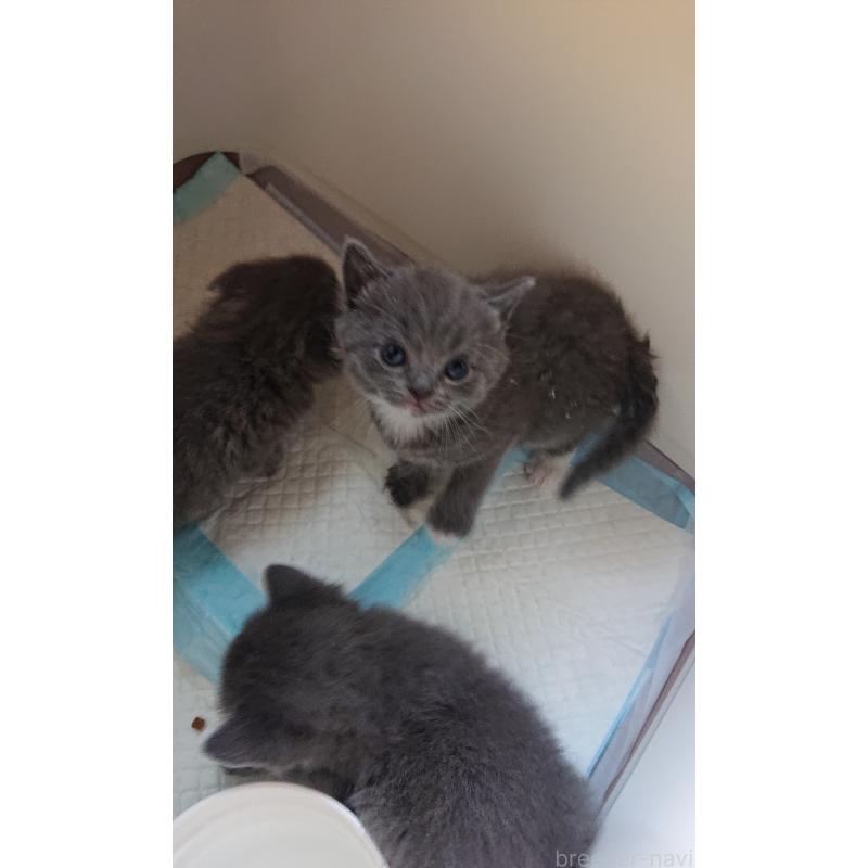 販売中の兵庫県のスコティッシュフォールド-139275の4枚目