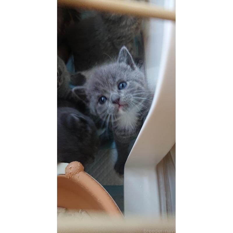 販売中の兵庫県のスコティッシュフォールド-139275の3枚目