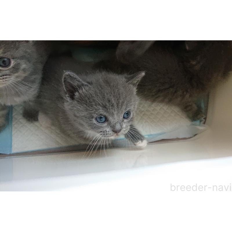 販売中の兵庫県のスコティッシュフォールド-139275の2枚目