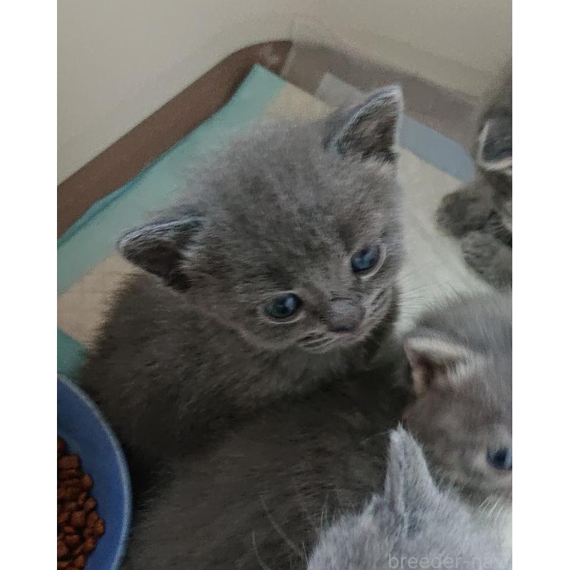 販売中の兵庫県のスコティッシュフォールド-139276の4枚目