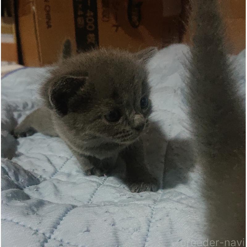 販売中の兵庫県のスコティッシュフォールド-139276の2枚目