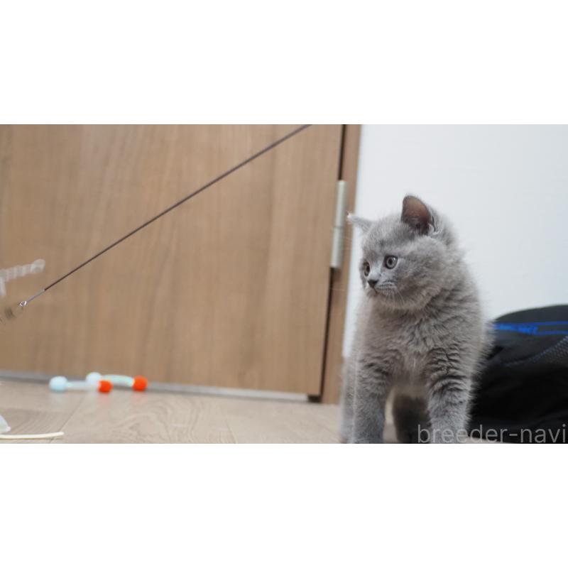 販売中の大阪府のブリティッシュショートヘア-139279の6枚目