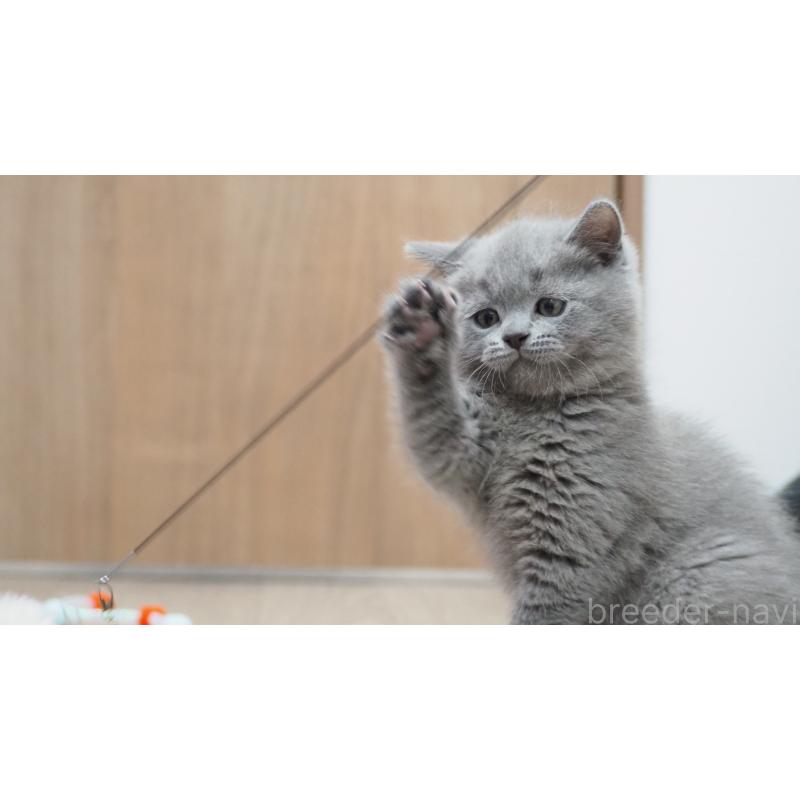 販売中の大阪府のブリティッシュショートヘア-139279の4枚目