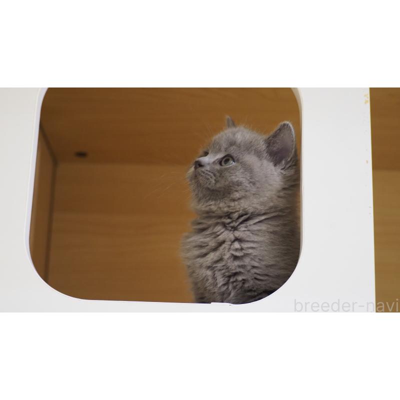 販売中の大阪府のブリティッシュショートヘア-139279の3枚目